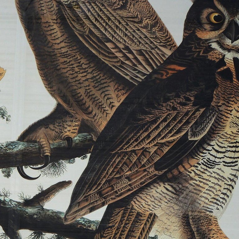 R. Havell Double Elephant Folio Audubon Print of Great Horned Owls C1999