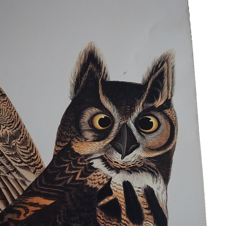 R. Havell Double Elephant Folio Audubon Print of Great Horned Owls C1999