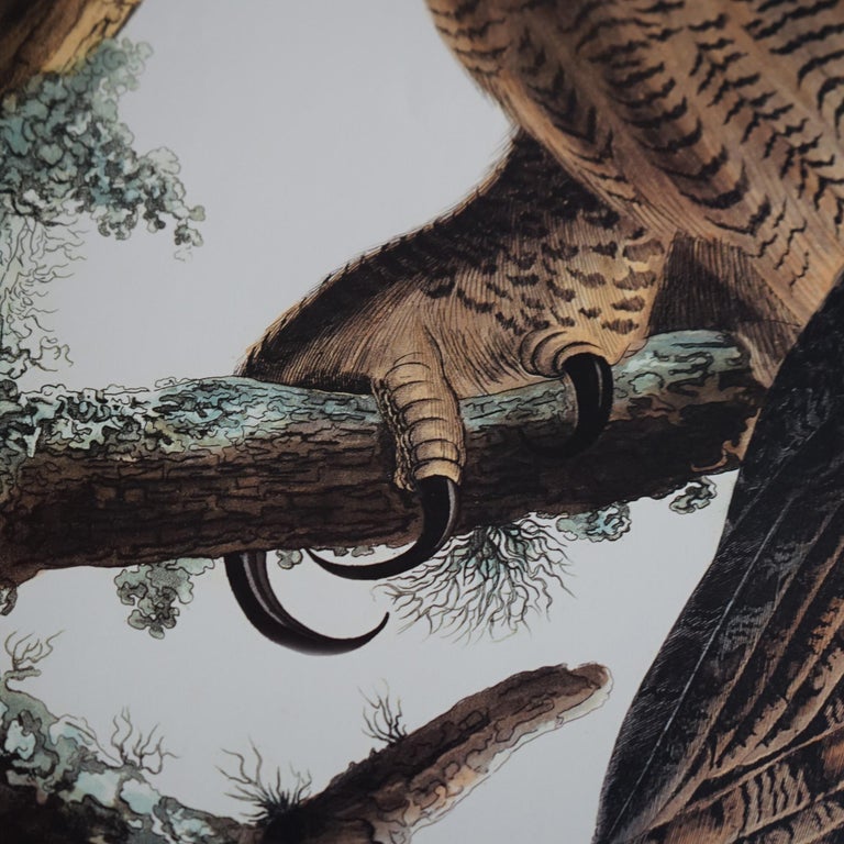 R. Havell Double Elephant Folio Audubon Print of Great Horned Owls C1999