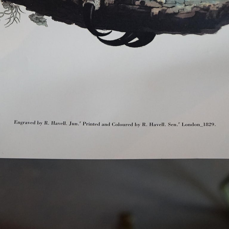 R. Havell Double Elephant Folio Audubon Print of Great Horned Owls C1999