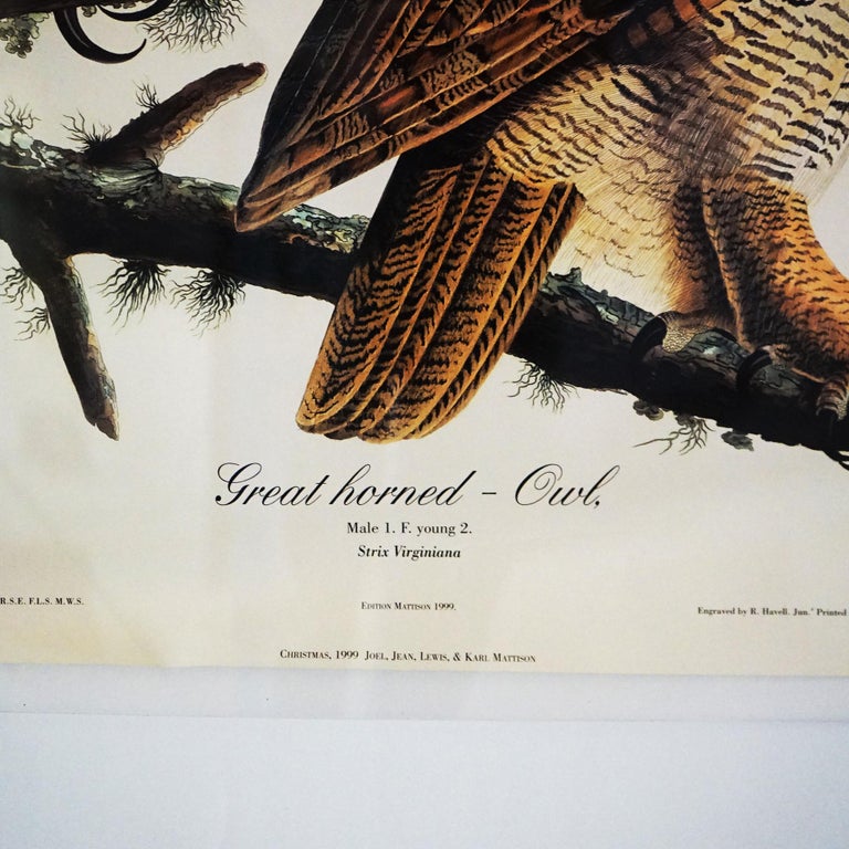 R. Havell Double Elephant Folio Audubon Print of Great Horned Owls C1999