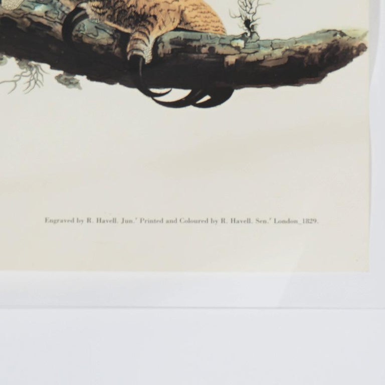 R. Havell Double Elephant Folio Audubon Print of Great Horned Owls C1999
