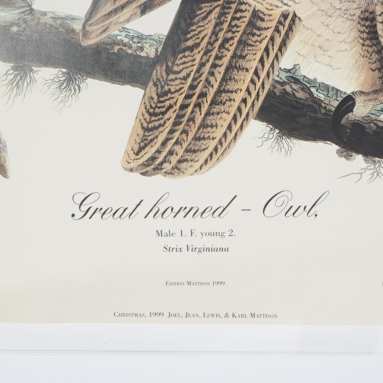 R. Havell Double Elephant Folio Audubon Print of Great Horned Owls C1999