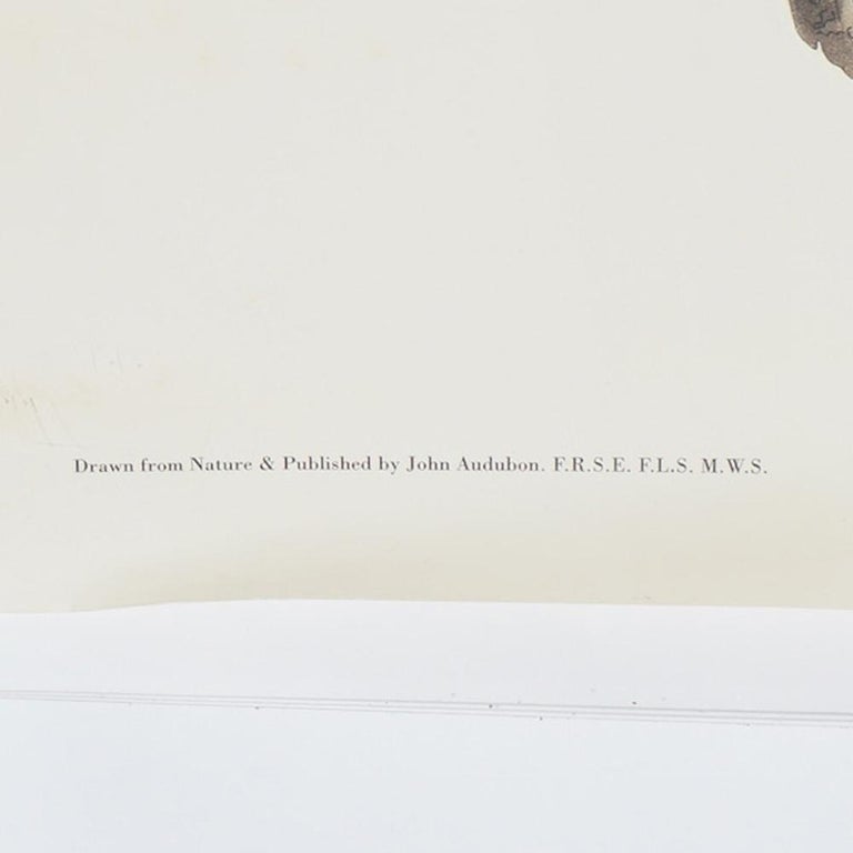 R. Havell Double Elephant Folio Audubon Print of Great Horned Owls C1999
