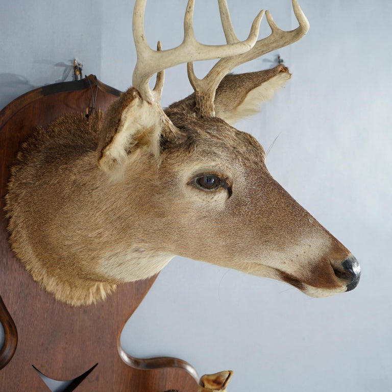 Antique Deer Mount Hall Hat Rack Circa 1930