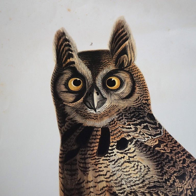 R. Havell Double Elephant Folio Audubon Print of Great Horned Owls C1999
