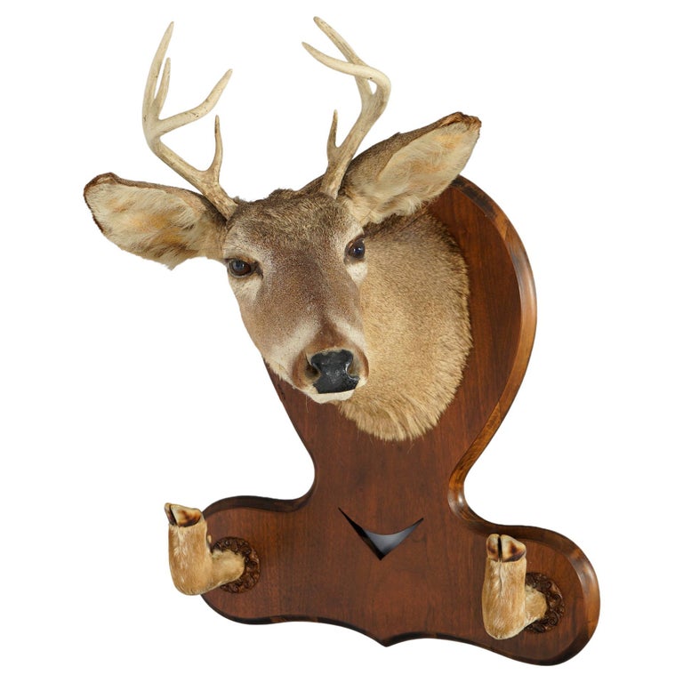 Hall Hat Rack Antique Deer Mount Hall Hat Rack Circa 1930 – Antique Revival