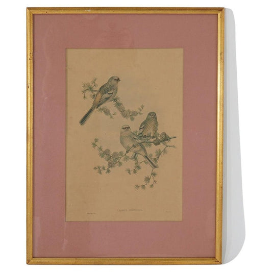 Walter Imp Audubon Lithograph or Three Siberian Grosbeak Birds, Framed, 20thC